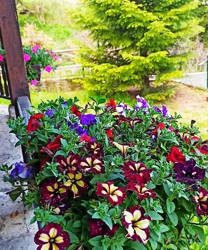 Rodopi Guest house Chepelare